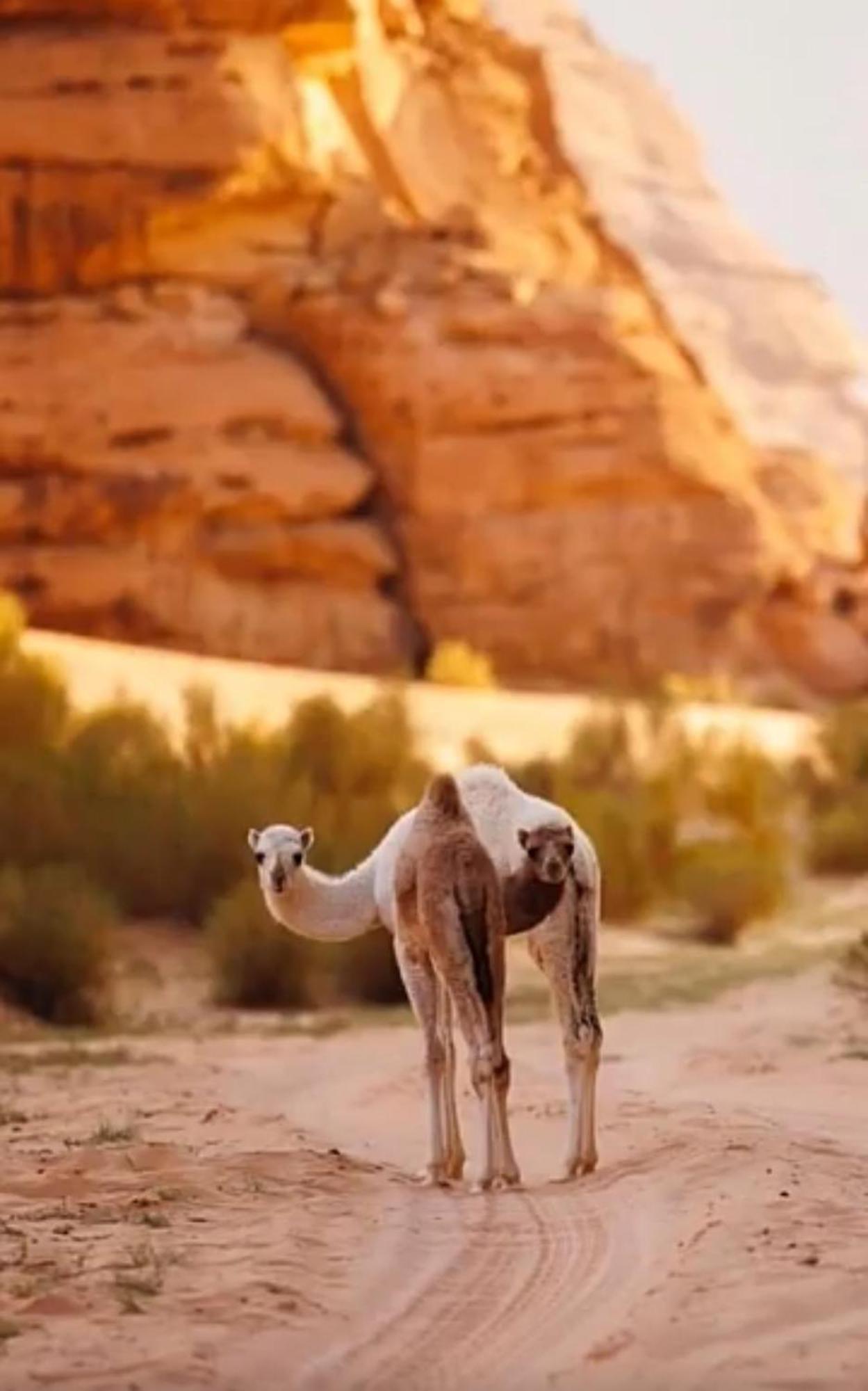 Bedouin Future Camp Hotel Wadi Rum Exterior photo